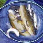 3rd-Brampton-Scouts-Fishing-June-2017-p07-150x150